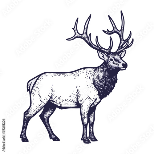 Majestic Elk stands tall, portrayed in elegant ink drawing on transparent background. Detailed illustration captures Elk’s powerful build and impressive antlers,