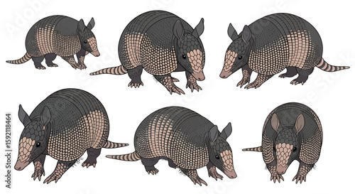 Six illustrations of 9-banded armadillos in various poses  