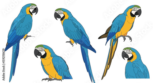 Blue-and-yellow macaws illustrated in various poses and angles  