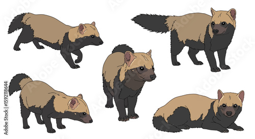 Bush dogs in various poses showing movement and behavior  