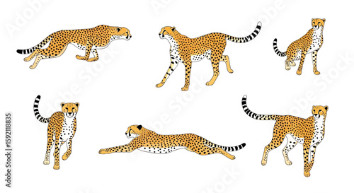 Multiple cheetahs in various poses on white background  