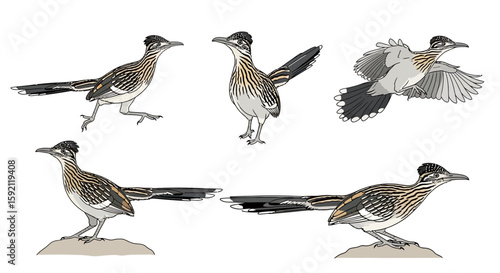 Greater Roadrunner illustrations showing various poses and movements  