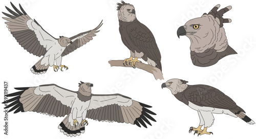Harpy Eagle illustrated in various poses and perspectives  