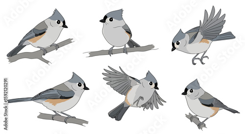 Tufted titmouse birds in various poses sitting on branches  