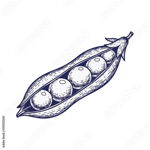 Peas in a pod botanical drawing isolated on transparent . Peas in a pod illustration showcases ripe, raw legumes and fresh vegetables in detailed, hand-drawn style.