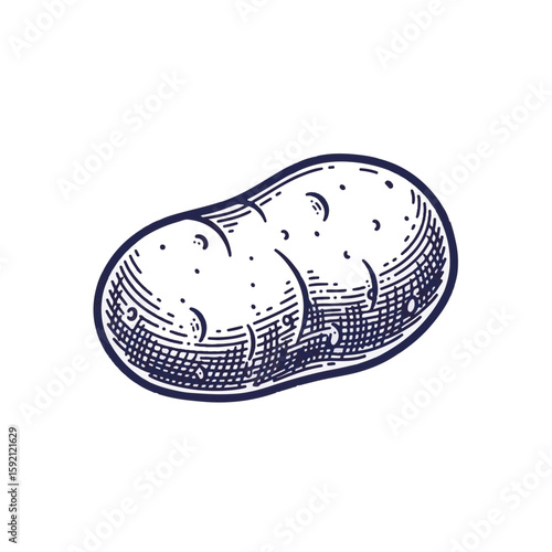 Fresh potato illustration with detailed texture and shading. This potato image shows a single potato, perfect for use in culinary designs.