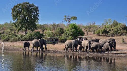 big  family of African bush elephant, Loxodonta africana, walking along riverbank of Chobe River followed by safari cars, Chobe National Park, Botswana, Africa