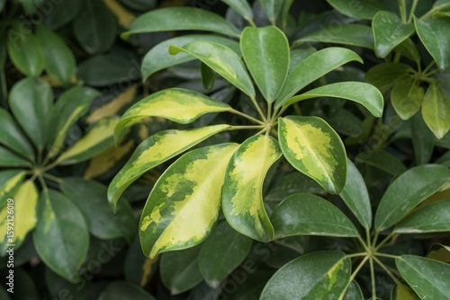 Εκτύπωση καμβά Detailed view of Schefflera arboricola leaves with variegated green and yellow patterns