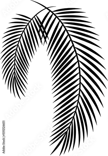Black palm fronds curving gracefully against a white background leaves