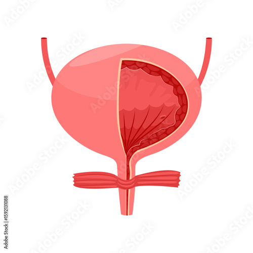 Human bladder internal organ anatomy, human bladder anatomy, urinary system. Vector illustration.