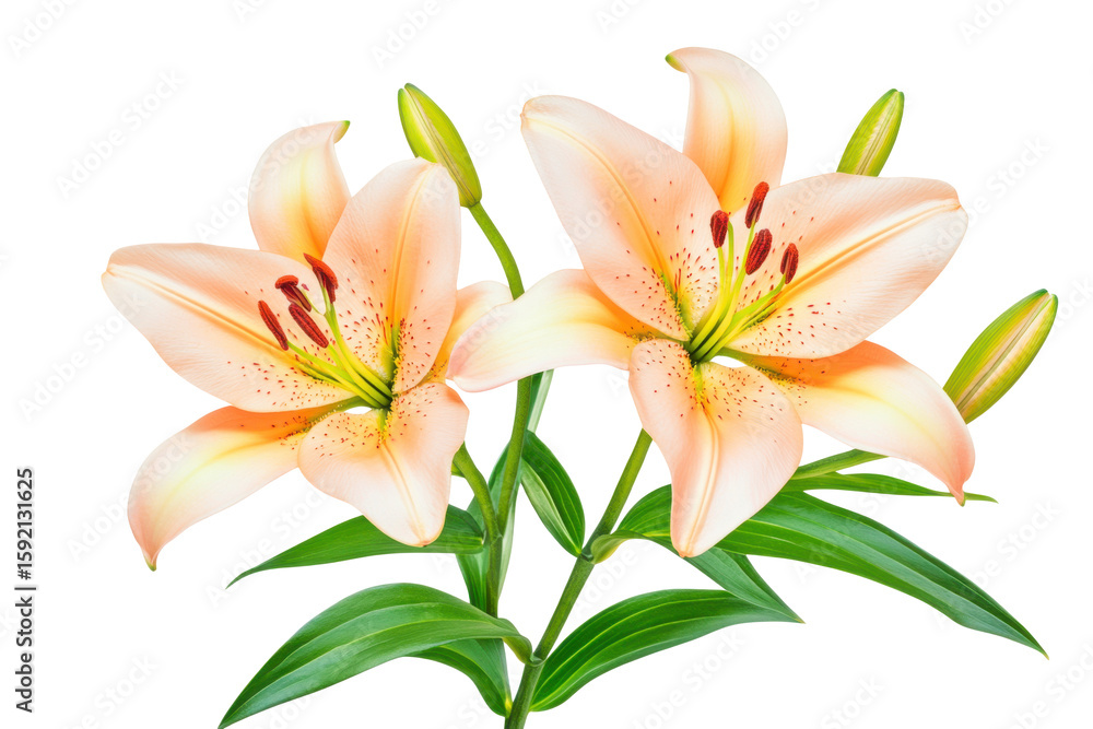 Fototapeta premium Two delicate peach colored lilies with green stems and buds isolated on transparent background