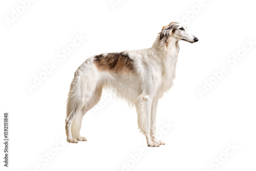White and tan Borzoi sighthound with long silky coat standing in elegant profile pose, isolated on a transparent background