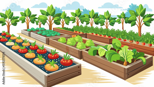 Outdoor vegetable garden beds with tomato and lettuce plants in neat rows. Urban gardening concept