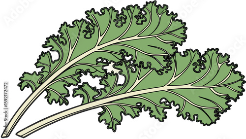 vector of fresh kale with textured green leaves
