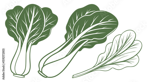 flat icon style vector of bok choy leaves 