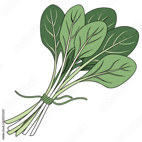 fresh spinach brunch on white backgro