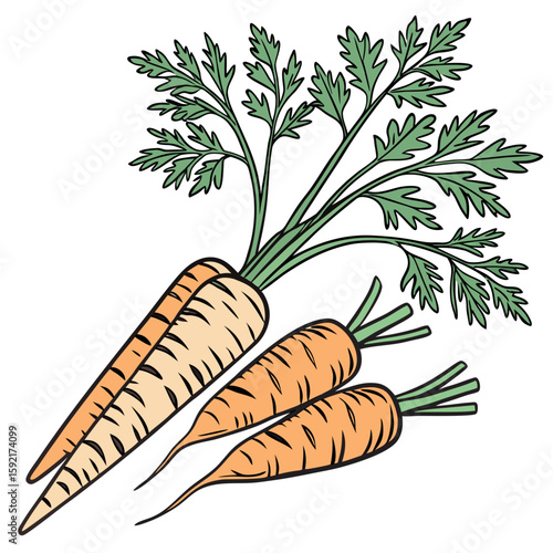 fresh carrots with green