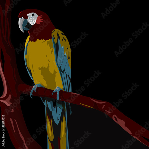 red and yellow macaw