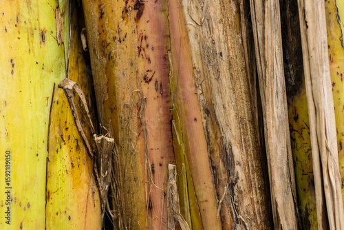 Banana tree closeup for background