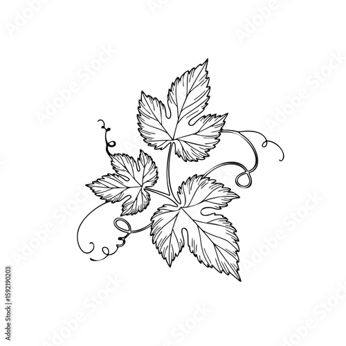 Hop leaves illustration in detailed line art style on white background  