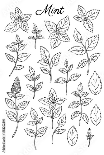 Mint branch, leaves and flower isolated on white, Hand drawn vector spicy herbs set, Doodle cooking ingredient for design cosmetic, medicine, herbal tea package, beauty salon, natural organic product