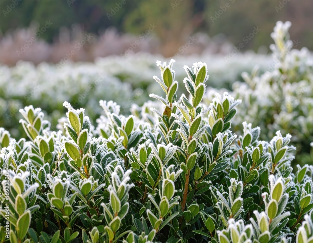 Fototapeta premium Frosty green bushes in a garden