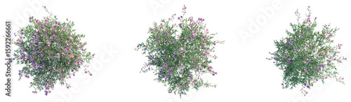 Clarkia rubicunda Blasdale Tree plan top view png cutout