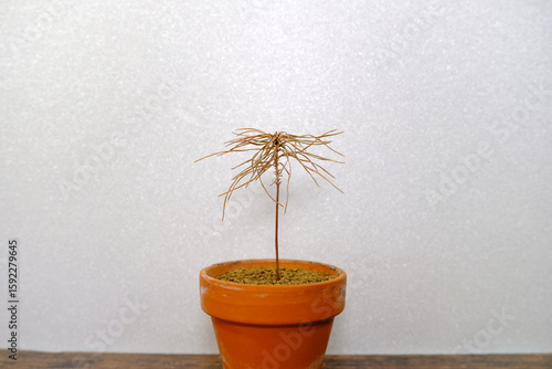 一本の枯れたミニ盆栽 赤松 豆盆栽 植物