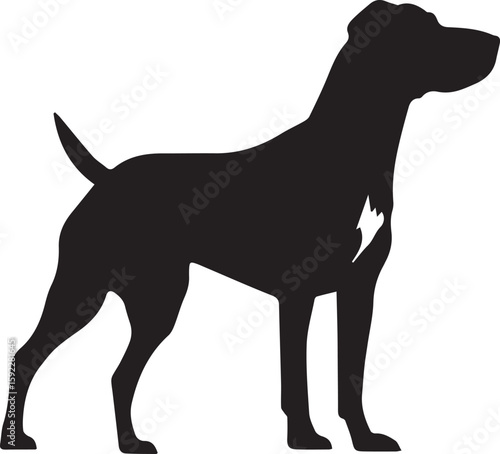 black and white dog 