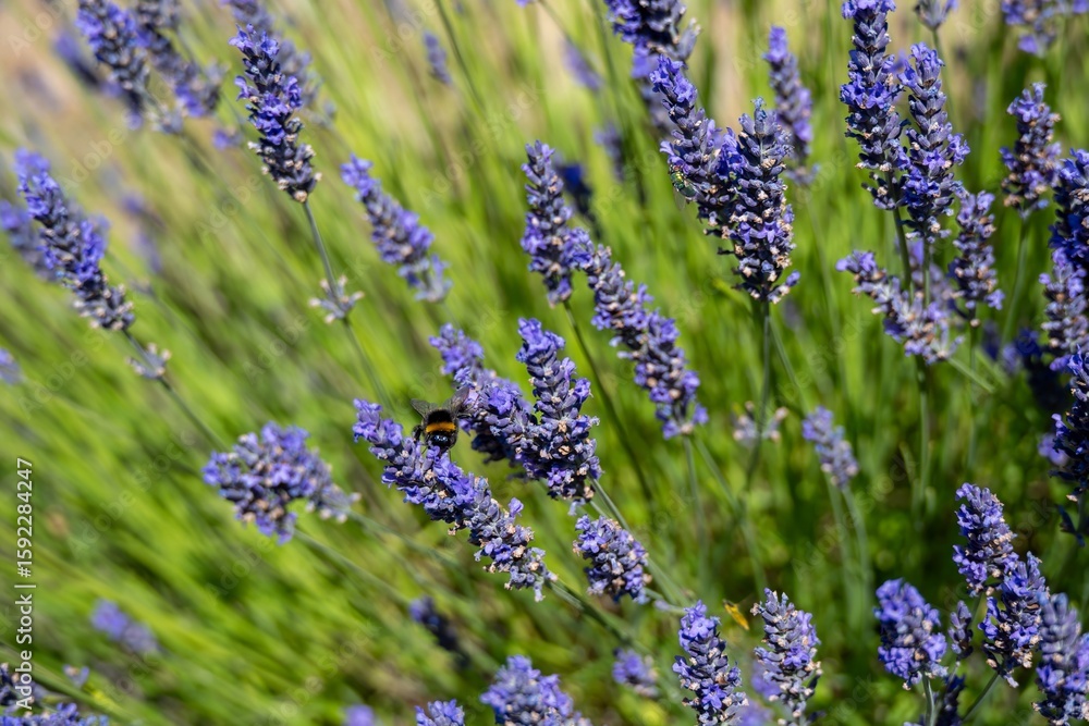 Obraz premium buff tailed bumble bee collecting pollen from pretty purple lavender flowers