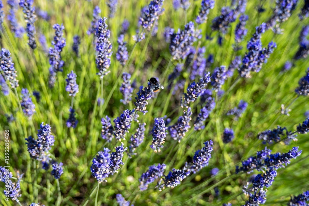 Fototapeta premium buff tailed bumble bee collecting pollen from pretty purple lavender flowers