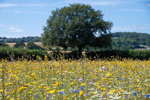 field of British wildflower meadow plants green blue, orange yellow pink with blue sky in the background at Selbourne Hampshire England