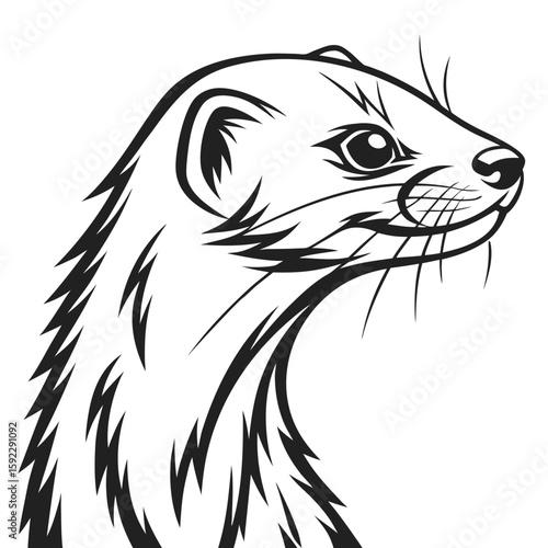 Illustration of a weasels head in profile
