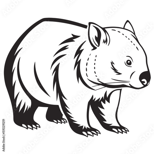 A wombat standing, isolated on white background