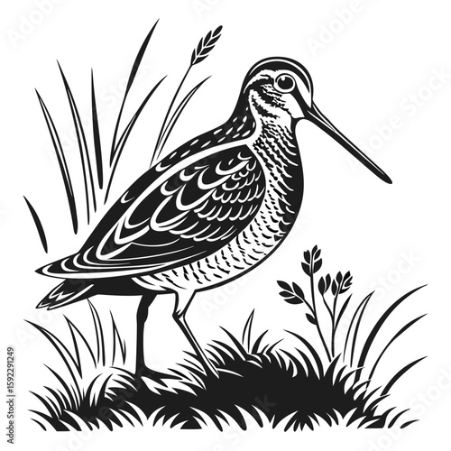 Illustration of a shorebird standing in tall grass and reeds