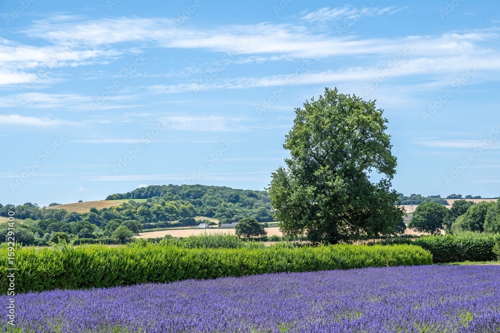 Fototapeta premium field of lavender at Selbourne Hampshire with blue sky and countryside in the background