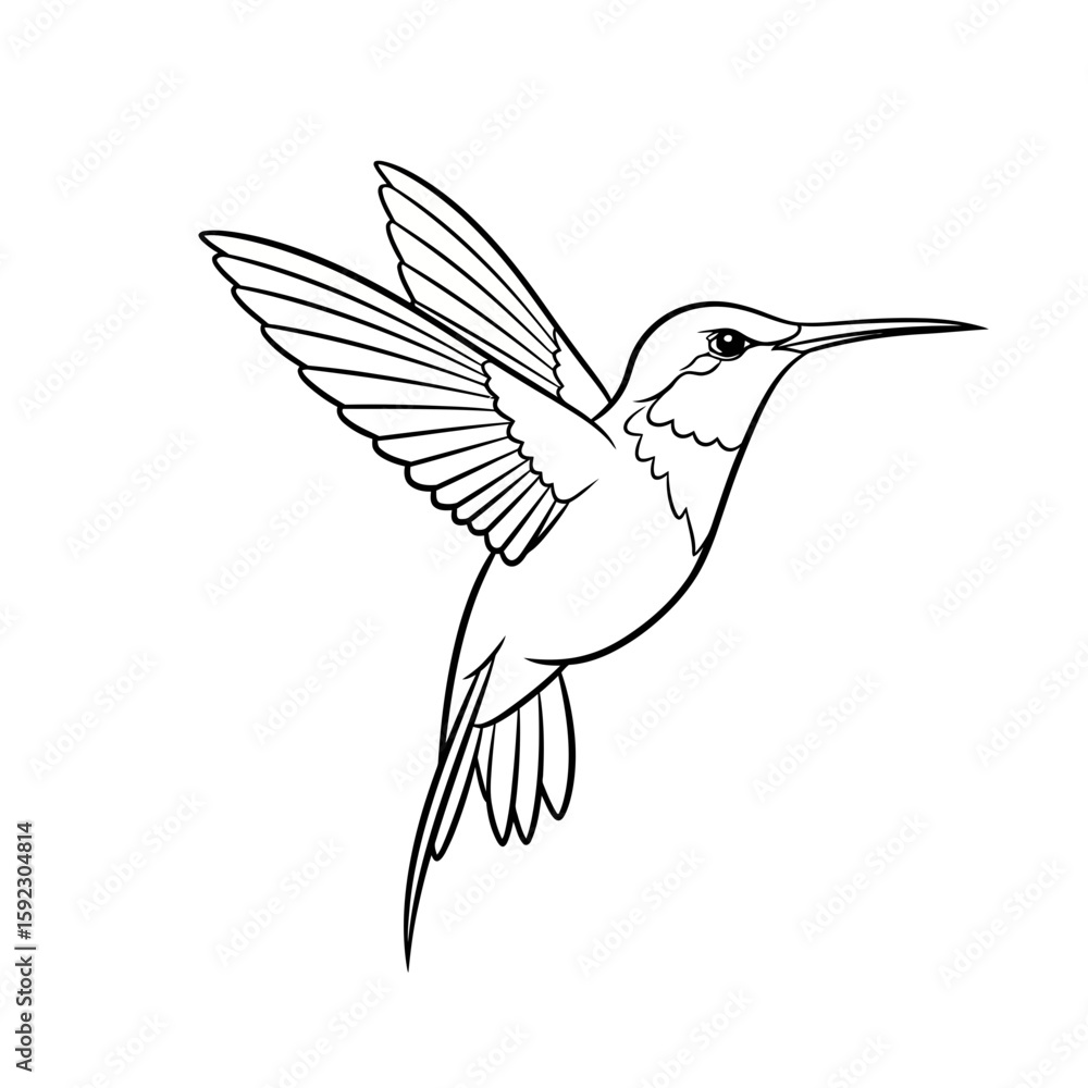 Fototapeta premium hummingbird vector illustration