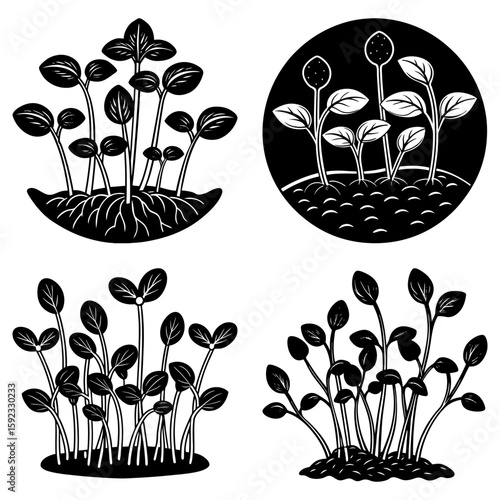 Four black and white illustrations of sprouting plants and seeds in various stages of growth and settings