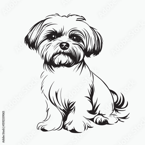 Obraz na płótnie shih tzu dog