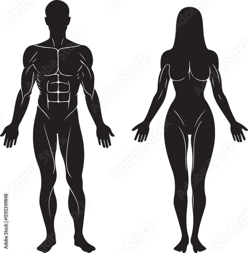 Male and female anatomical silhouettes anatomy human body