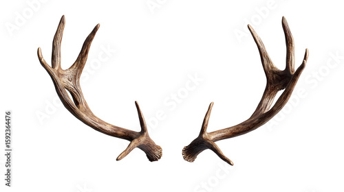 reindeer antlers png