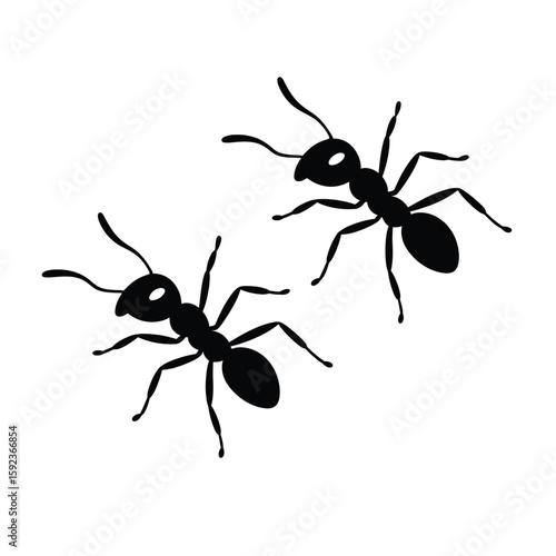 Two black ants silhouetted against a white background
