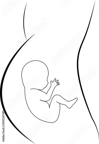Fetus in Womb Outline .Safe inside mama's belly.