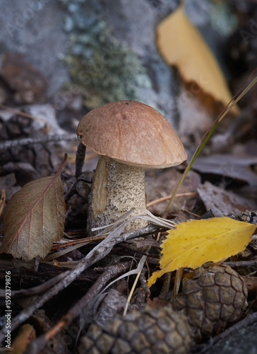 Mushroom Leccinum scabrum in its natural environment