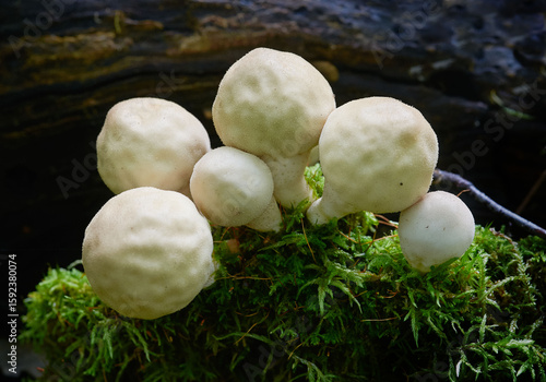 Fungi Scleroderma citrinum in its natural environment