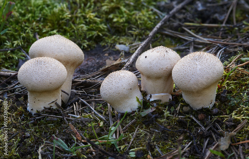 Fungi Lycoperdon perlatum in its natural environment