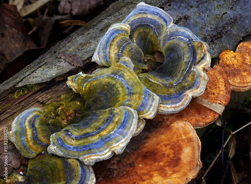 Fungi Fomitopsis pinicola in its natural environment