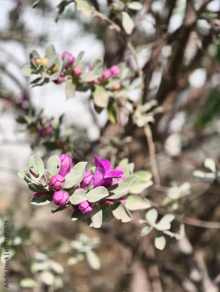 Fototapeta premium Purple flowers and green leaves on a shrub branch nature photography close up botanical garden scenic view