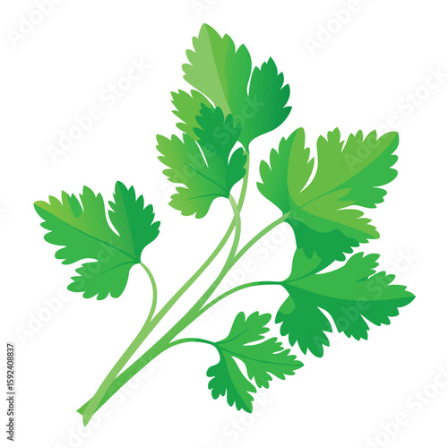 Fragrant handful of fresh cilantro leaves, vibrant green and essential, on a clean white background.