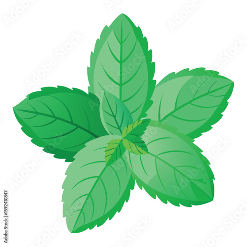 Aromatic handful of fresh mint leaves, vibrant green and refreshing, on a clean white background.